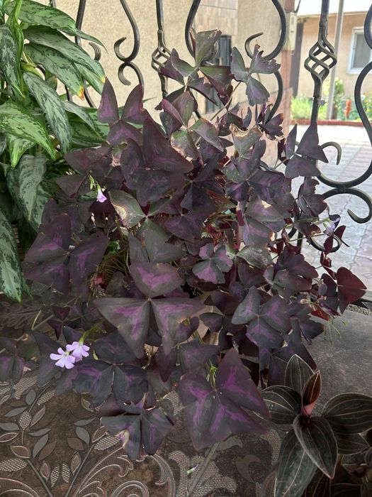 Продам цветы разные