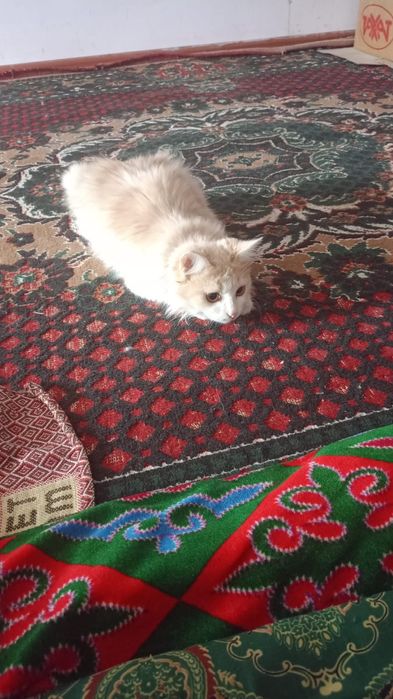 Тәртіпті мысық беремін