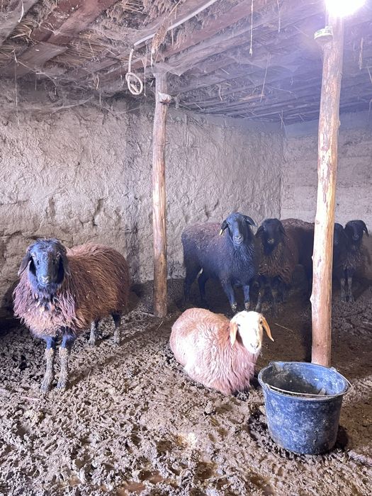 Семіз токтылар сатылады