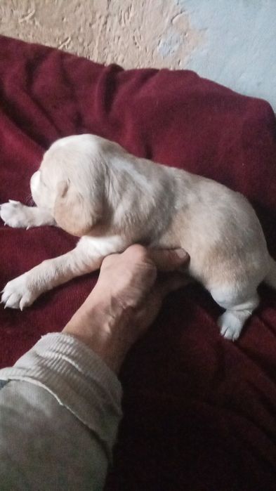 Щенок спаниель+двор терьер, недорого  сучка.5000 ТГ .торг уместен.