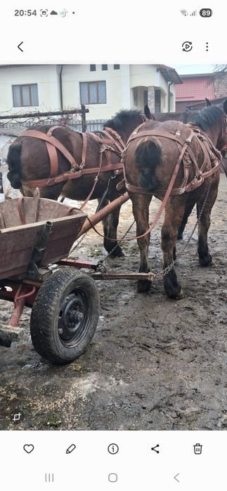 Vând doi manji castrati