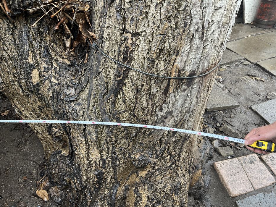 Продам дерево грецкого ореха