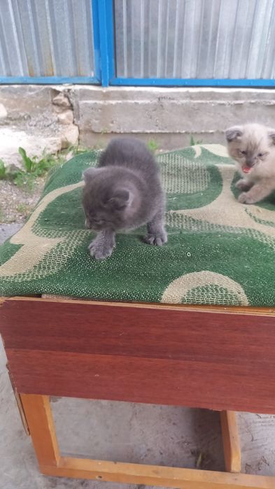 Продам  котят мальчики