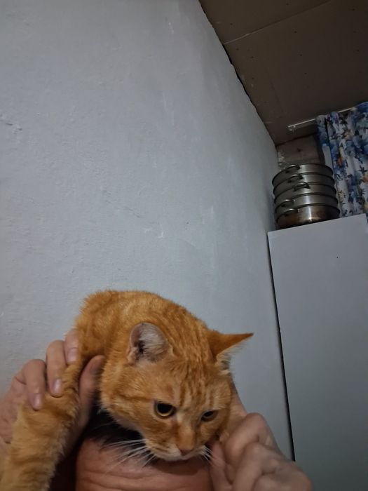 Продам кошку мальчик