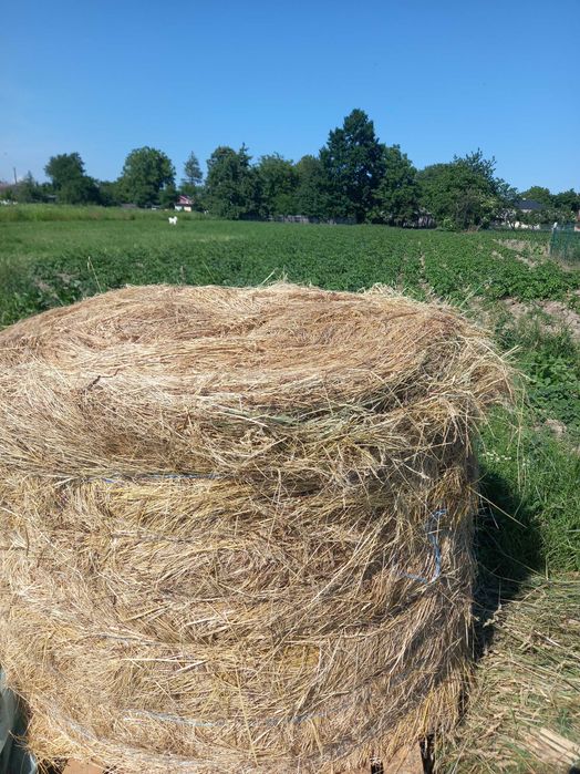 Baloți rotunzi de vânzare.