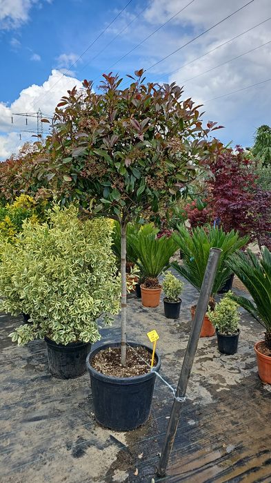 Photinia red robin- Photinia pe tija - Photinia spaliera