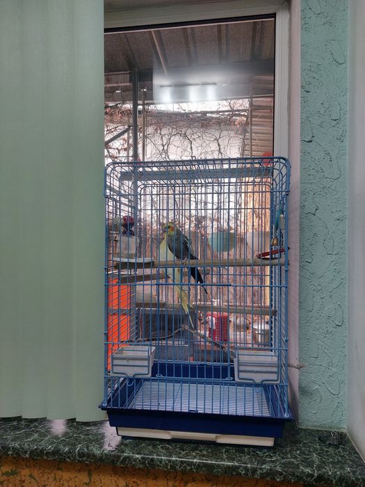 Продам попугаев 2 шт . Корелла ( нимфа)