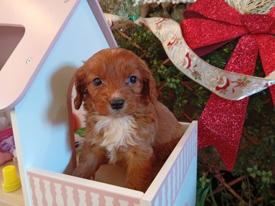 Cavapoo drăgălași