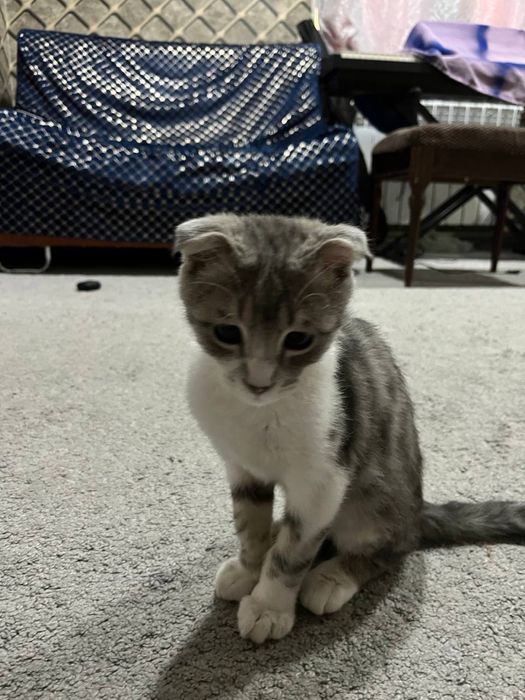 Шодланская мушук боласи сотилади