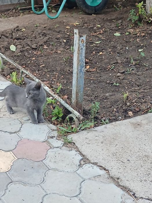Котёнок бесплатно,,
