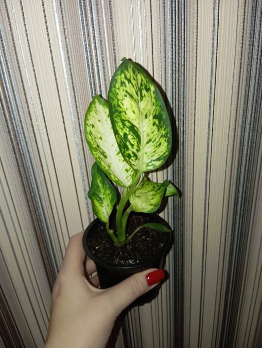 Продам Аглаонема разных сортов