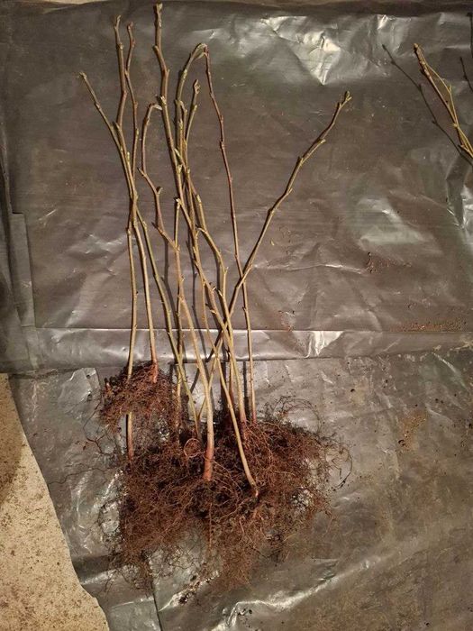 Разсад лешници - Римски, Ран Трапезундски