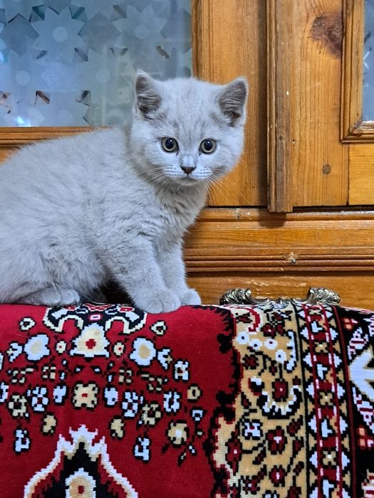 Котенок  3 месяца мугук бооаси