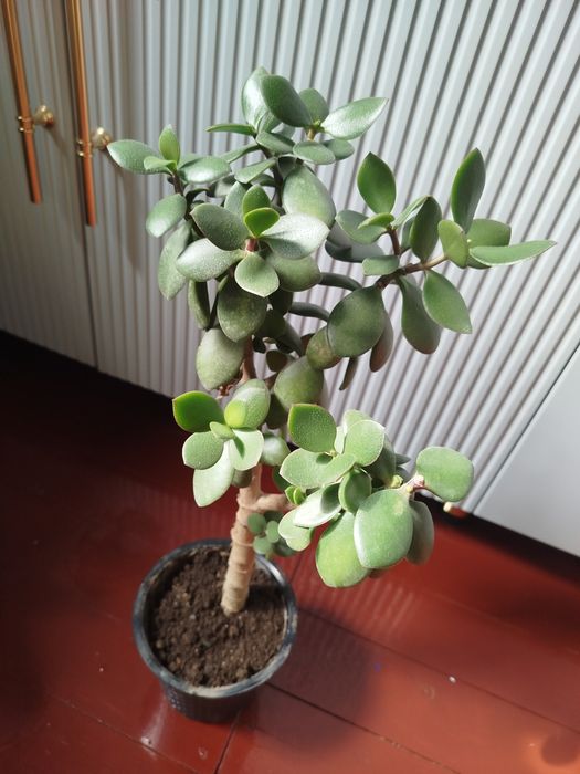 Продам толстянку