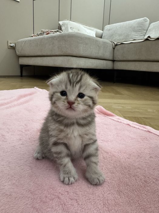 Котята скоттиш фолд вислоухий