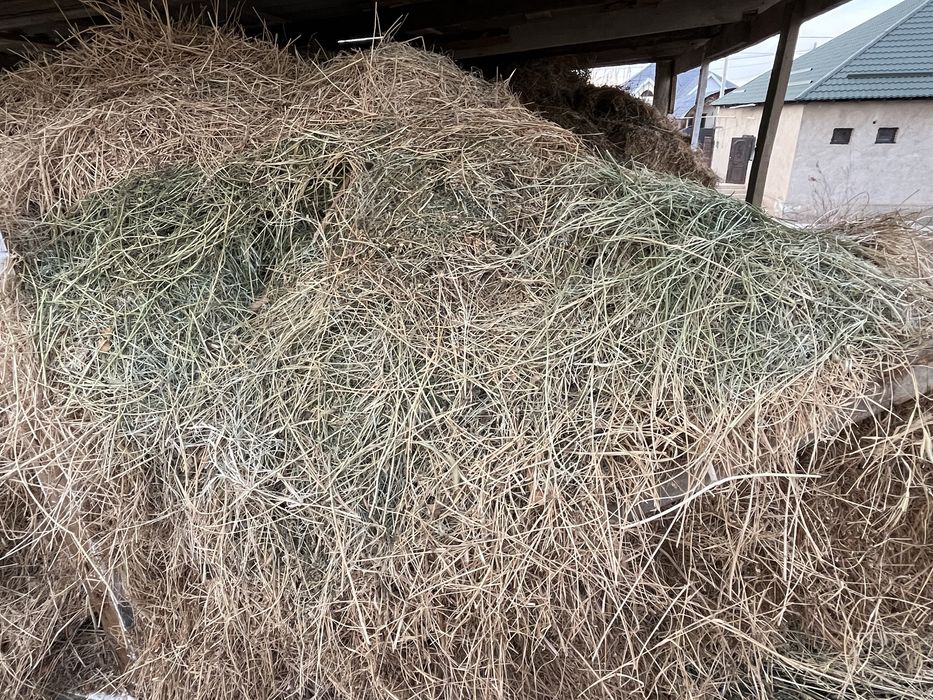 Таза Жоңышқа шөп сатылады