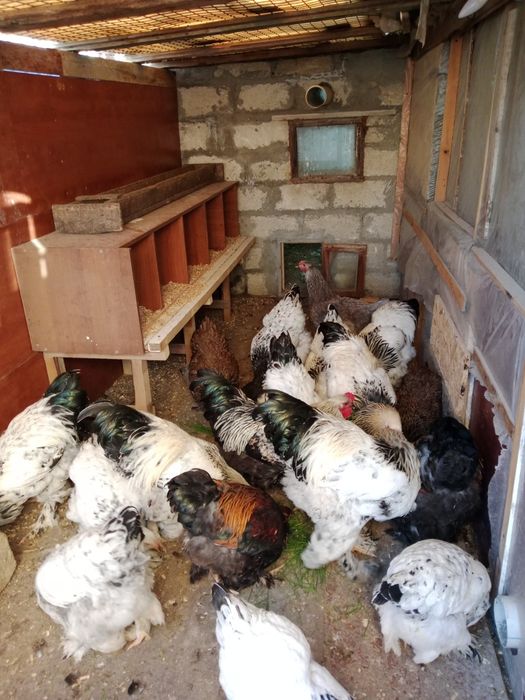 Үй тауығы сатылады