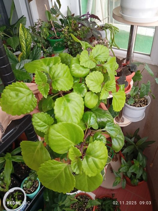 Продам растения для дома