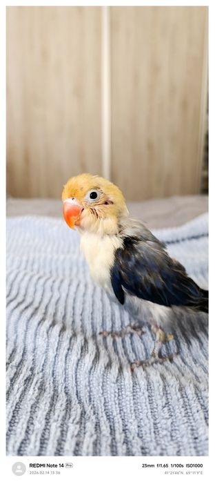 Popugay nerazluchka ruchnoy