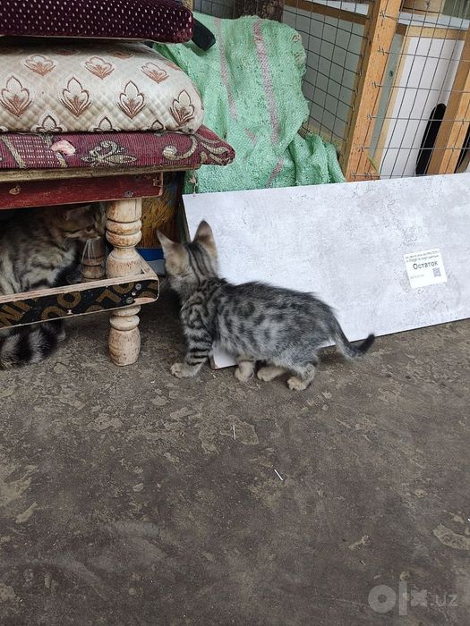 Продам Бенгальские кошки