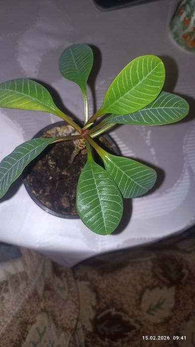 Продам комнатные цветы