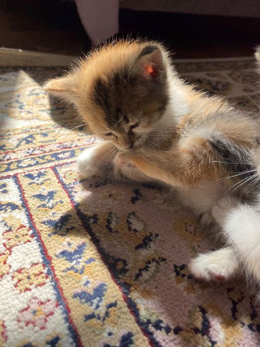 Котята бесплатно