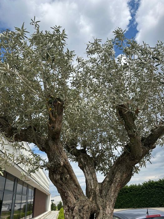 Maslin secular Olea Europea