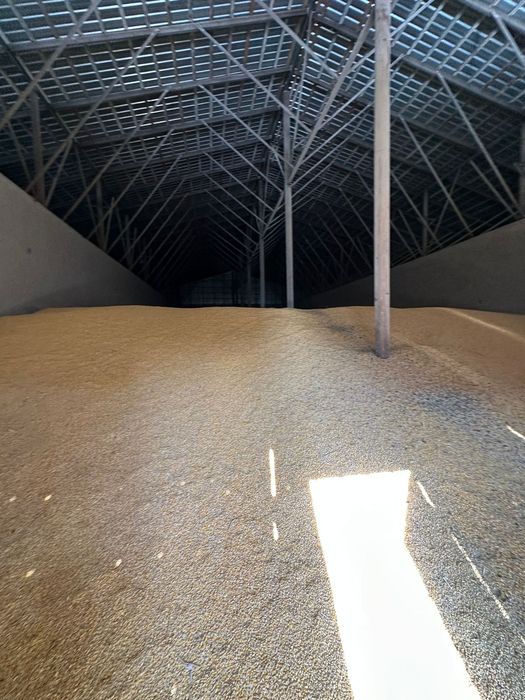 Продаётся кукуруза