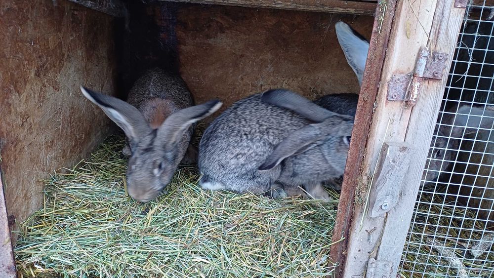 Vand iepuri femele - pui