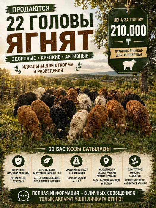 Ягната,қозылар 6-7 месяцев