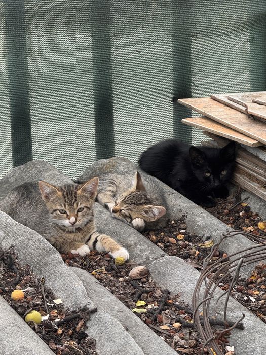 Подарявам котенца