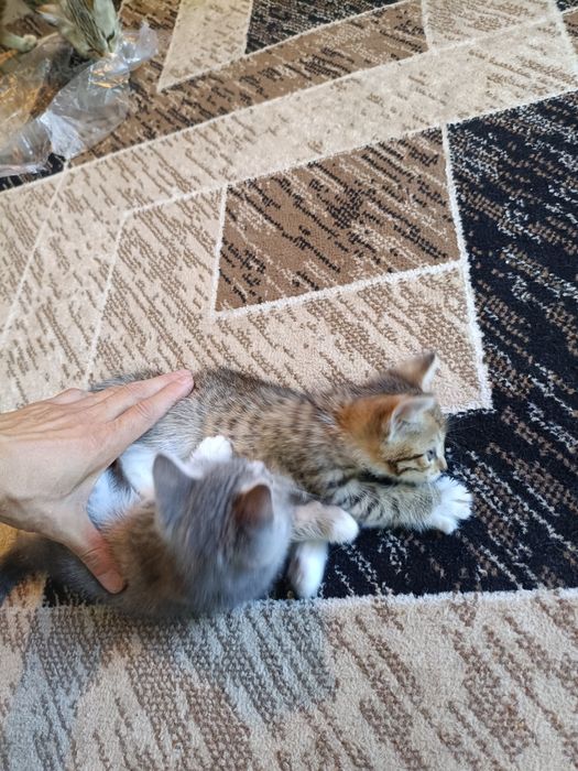 Котята в хорошие руки