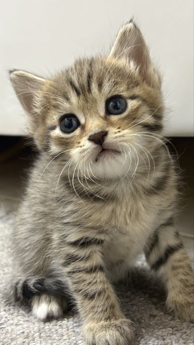 Котят в добрые руки