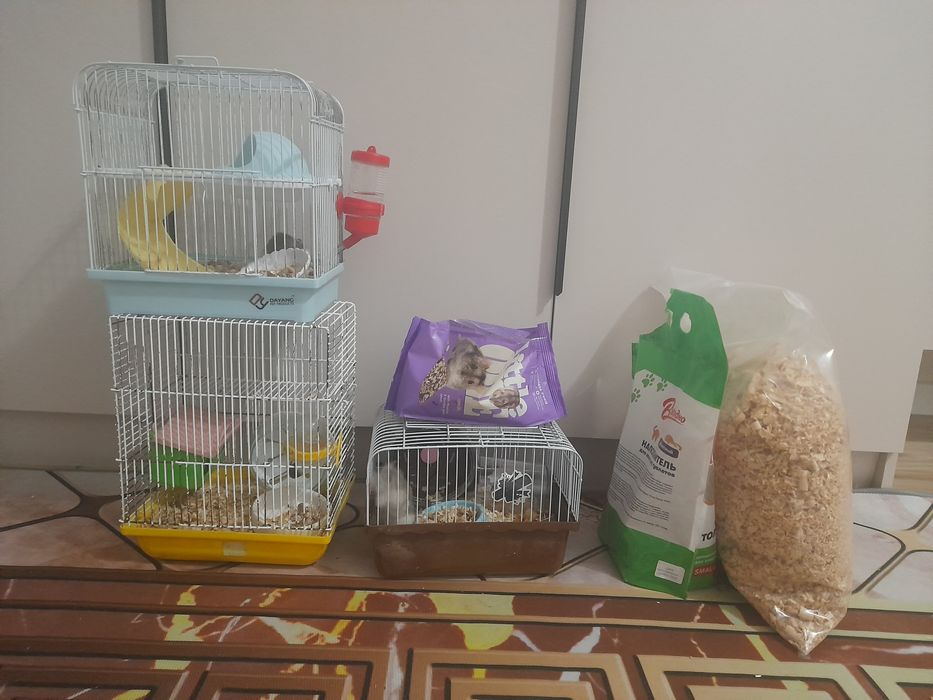 Срочно продам хомячков дешево.