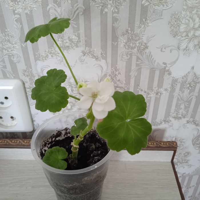 Герань цвет сюрприз