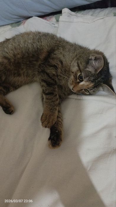 Mushuk tekinga beramiz