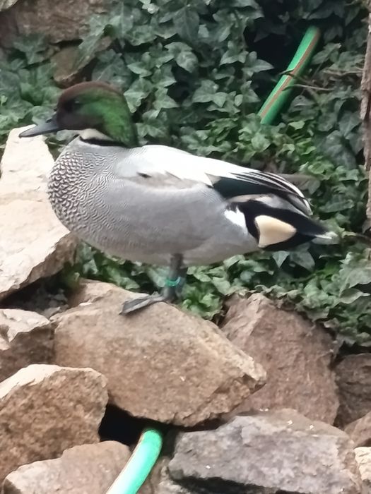 Rate exotice ,ornamentale