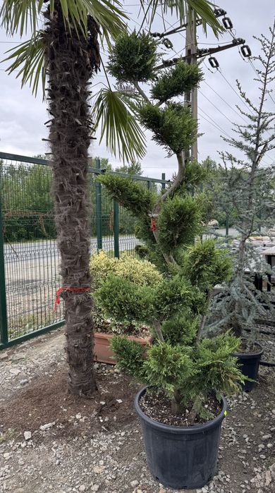 Plante ornamentale - Targu Jiu - rezistente la temperaturi scazute