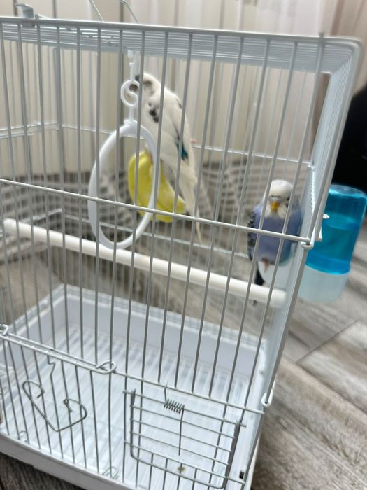 волнистые попугаи