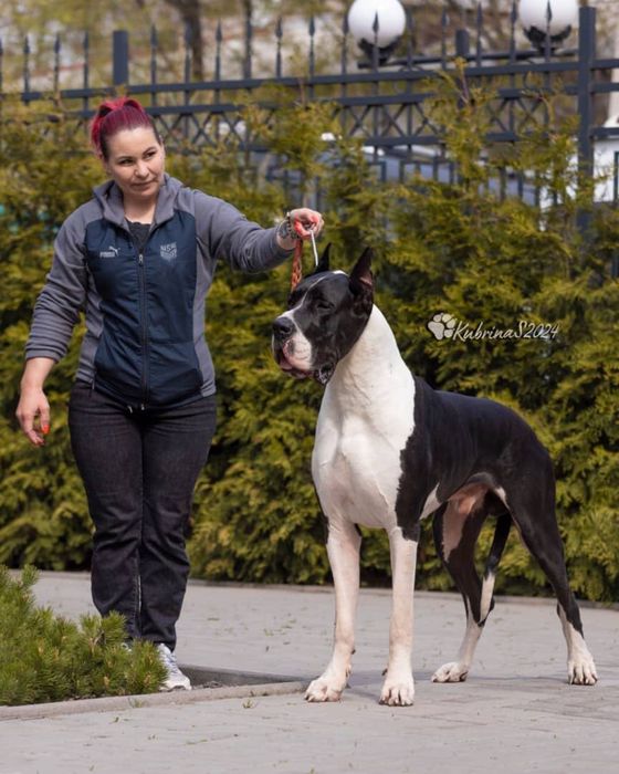 Щенки Немецкого Дога