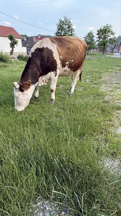 Vaca cu vitel.
