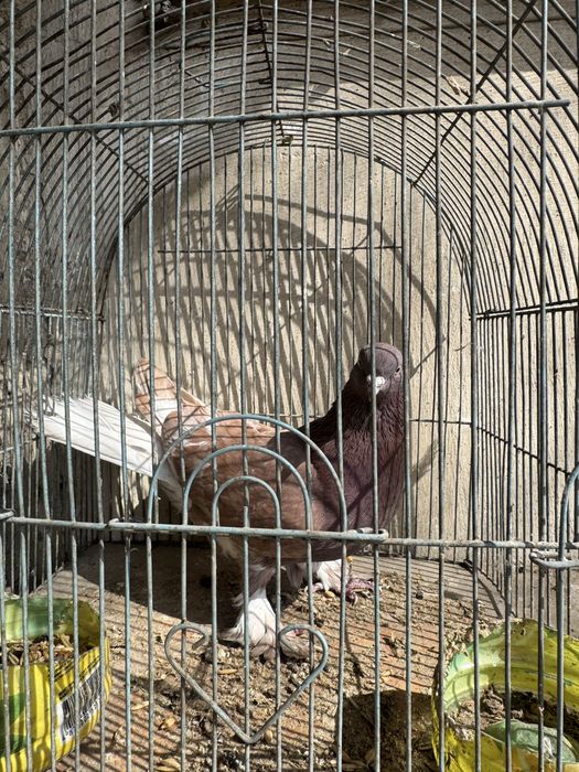 продам голубя турецкая такла