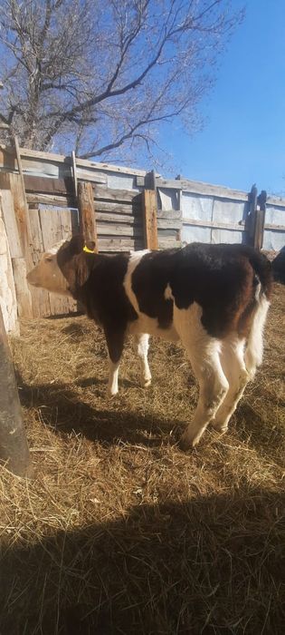 Продам телку 1,5 мес, подсосную