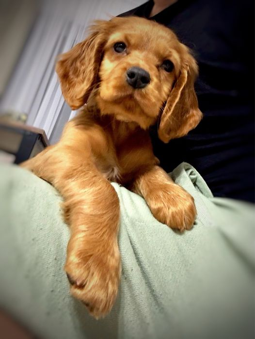 Femela cocker spaniel