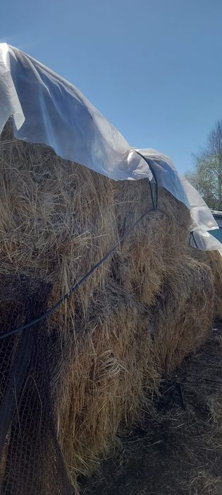 Продам сено  2025го года