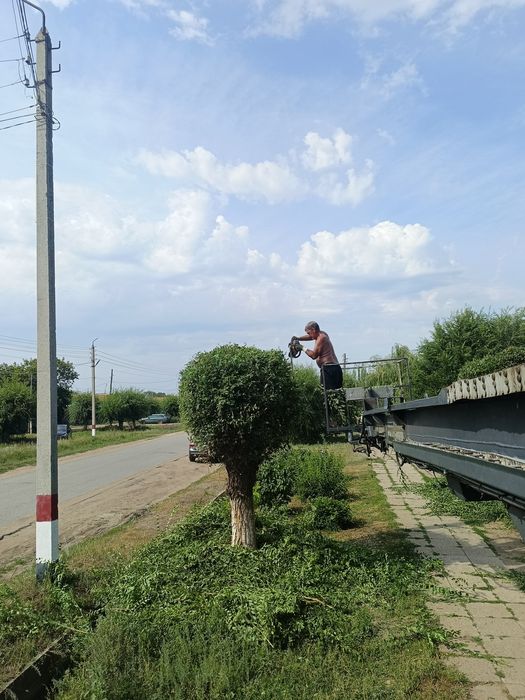 Спиловка деревьев