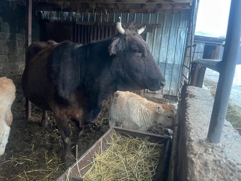 2 бұзаулы сиыр сатылады