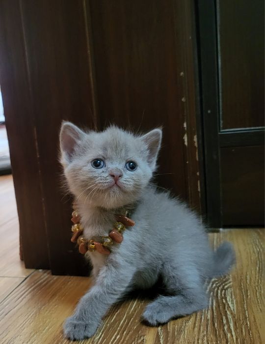 Котята скотиш страйт