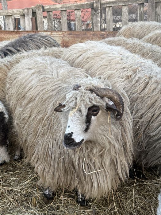 Vând oi oachișe cu mielul lângă ele