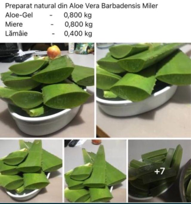 Aloe Vera barbadensis frunze